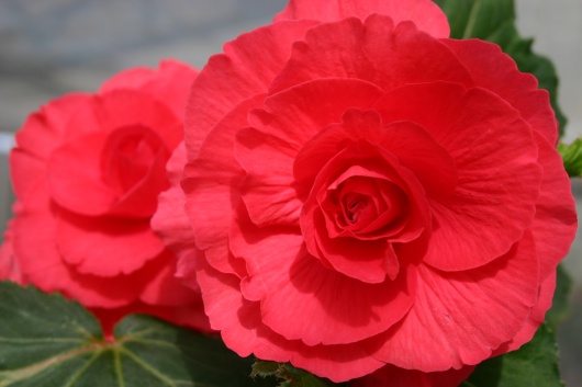 B. ‘Elaine Tarttelin’